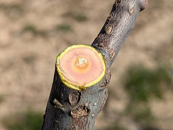 tronc de pommier rouge coupé - bois visible