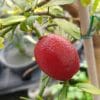 bloodlime