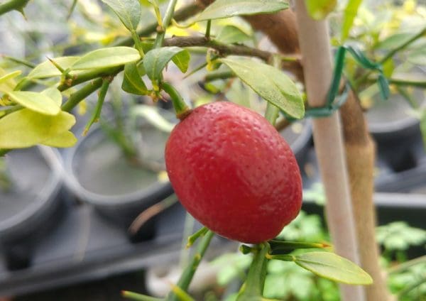 bloodlime