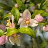 floraison du citrus caviar bloodlime