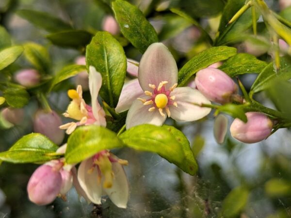 floraison du citrus caviar bloodlime
