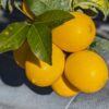 grappe de 5 citrons meyers avec des feuilles
