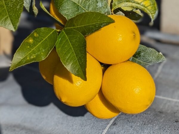 grappe de 5 citrons meyers avec des feuilles