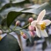 fleur de citron meyer