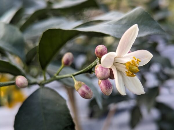 fleur de citron meyer