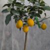 une plante de citron meyer en pot
