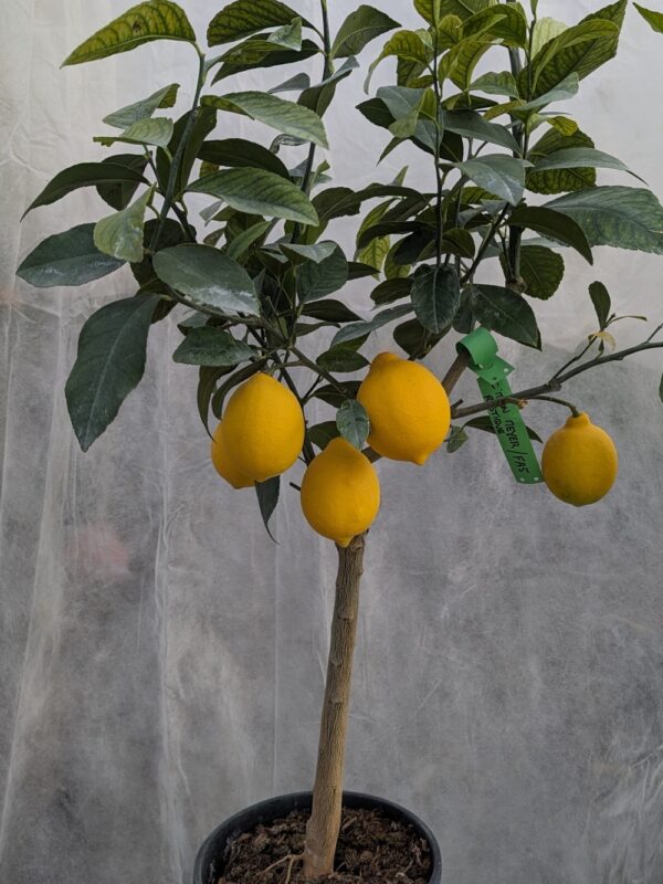 une plante de citron meyer en pot