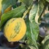 un citron panaché sur son arbre avec des feuilles