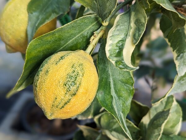 un citron panaché sur son arbre avec des feuilles