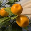 3 Kumquat citrus fukushu sur une branche