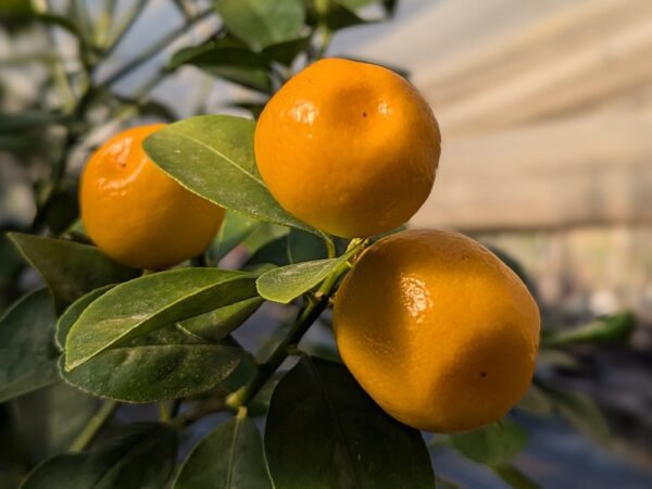 3 Kumquat citrus fukushu sur une branche