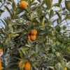 plusieurs kumquats orange sur un arbre à feuillage panaché
