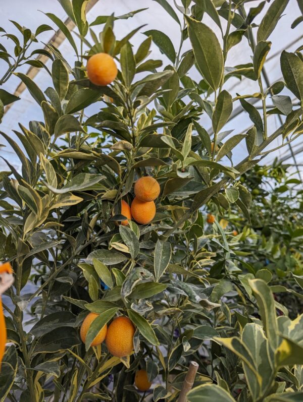 plusieurs kumquats orange sur un arbre à feuillage panaché