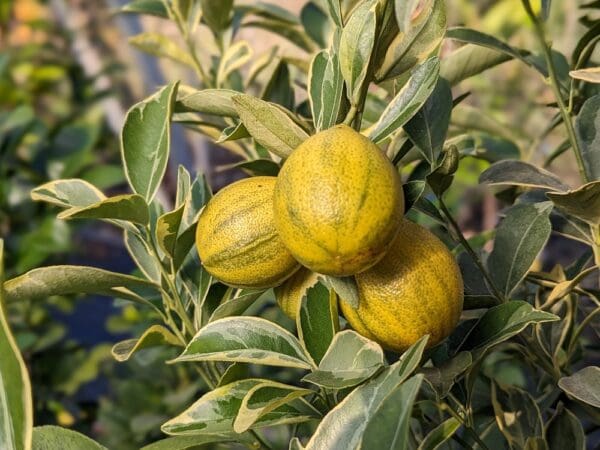 centennial kumquat panaché