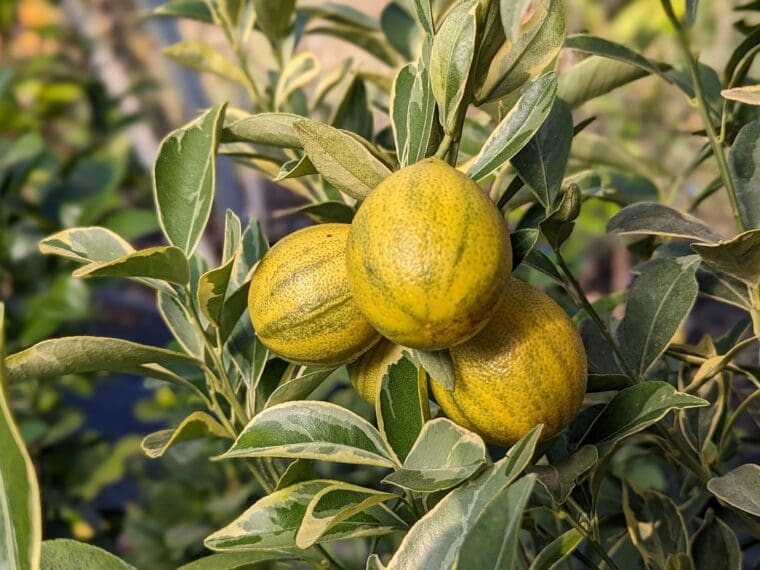 citrus-kumquat-centennial-24-11