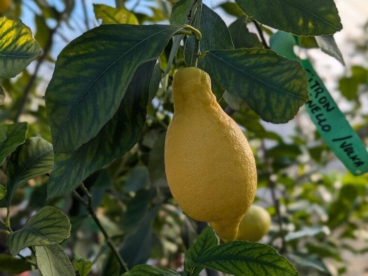 citrus-lemon-feminello-24-12