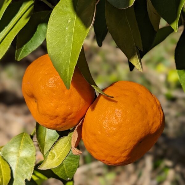 2 mandarines Shangsa mûres sur une branche feuillue