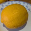 Citron doux Meyer, plus resistant au froid que d'autres citrons