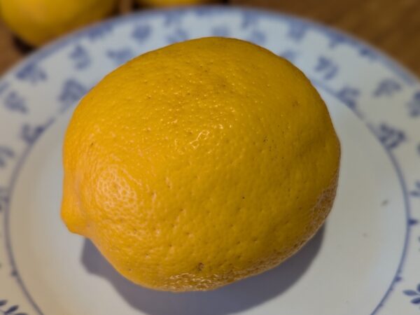 Citron doux Meyer, plus resistant au froid que d'autres citrons