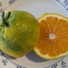 un fruit de myagawa coupé en deux, un côté chair, un côté peau, sur une assiette