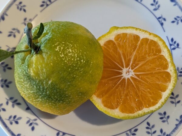 un fruit de myagawa coupé en deux, un côté chair, un côté peau, sur une assiette