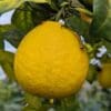 pomelo sur un arbre