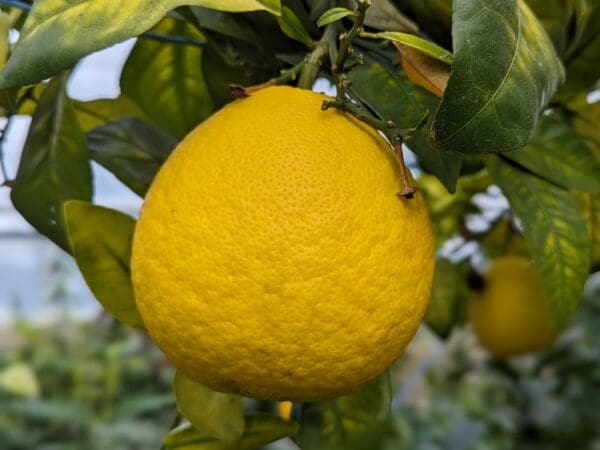 pomelo sur un arbre