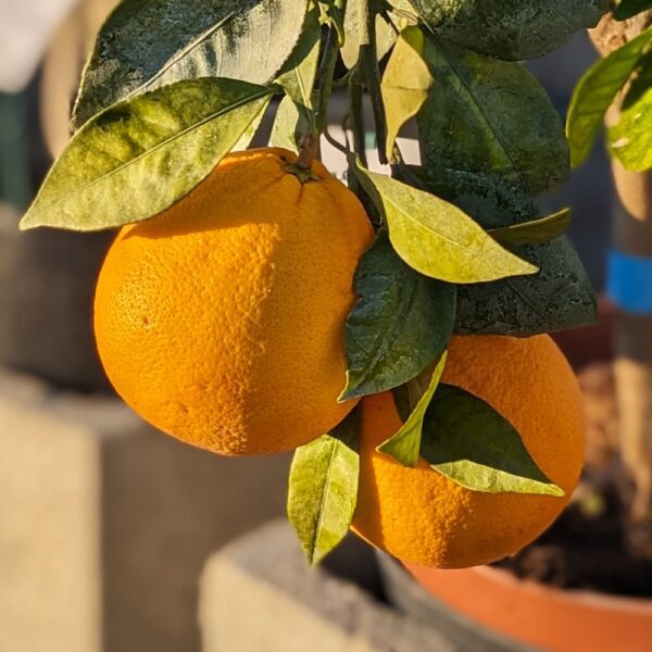 deux oranges navelina mûres sur l'arbre