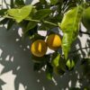 branche d'oranger fragola avec des fruits jaunes et verts