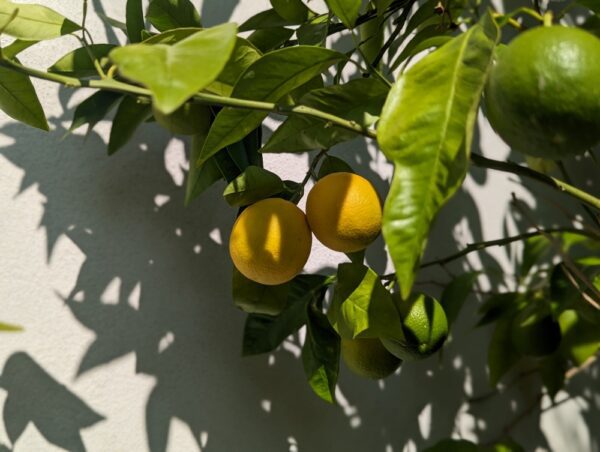 branche d'oranger fragola avec des fruits jaunes et verts
