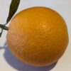 une orange navel avec deux feuilles