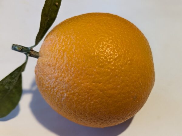une orange navel avec deux feuilles