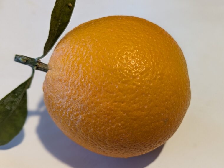 citrus-orange-golden-buckeye-23-11
