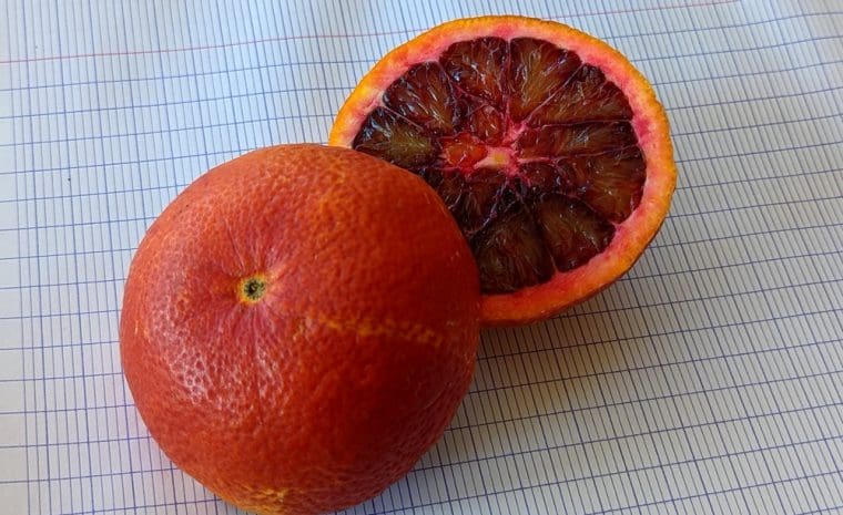 citrus-orange-sanguin-corse