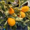 centennial kumquat