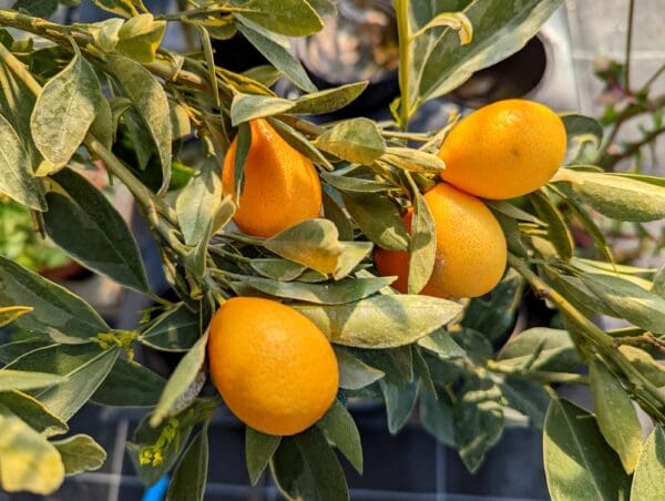 centennial kumquat