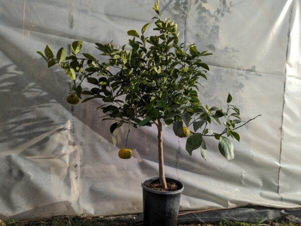 petit mandarinier de la variété Keraji dans un pot