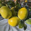 3 pomelos sweety sur une branche
