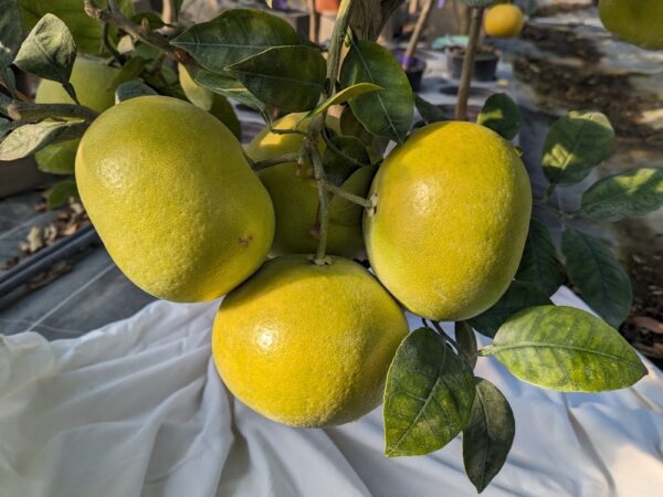 3 pomelos sweety sur une branche