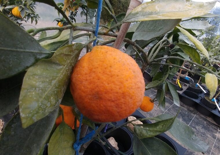 citrus-satsuma-boyet