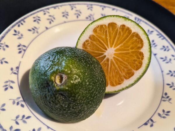 Fruit de satsuma Kimbrough coupé en deux