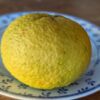 orange hybride Shunkokan sur une assiette