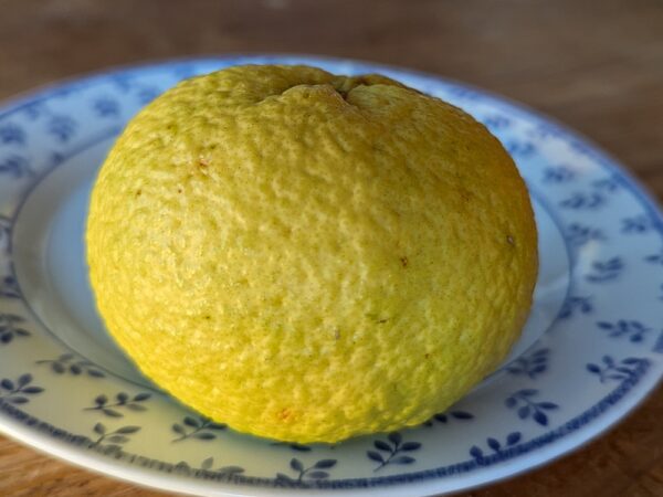 orange hybride Shunkokan sur une assiette
