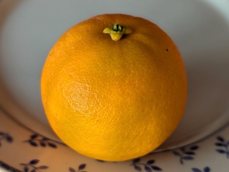 citrus-sinensis-fragola-25-1