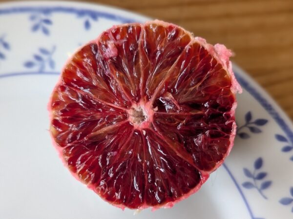 Orange « Moro » , la chair la plus foncée des oranges sanguines