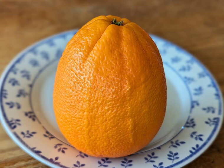 citrus-sinensis-new-hall