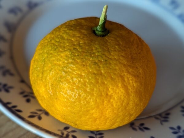 un citrus yuko jaune sur une assiette