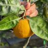 un citrus yuko sur une branche, tenue par une main