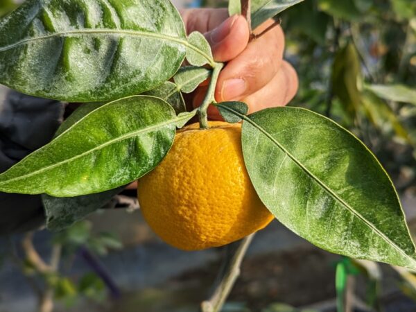 un citrus yuko sur une branche, tenue par une main