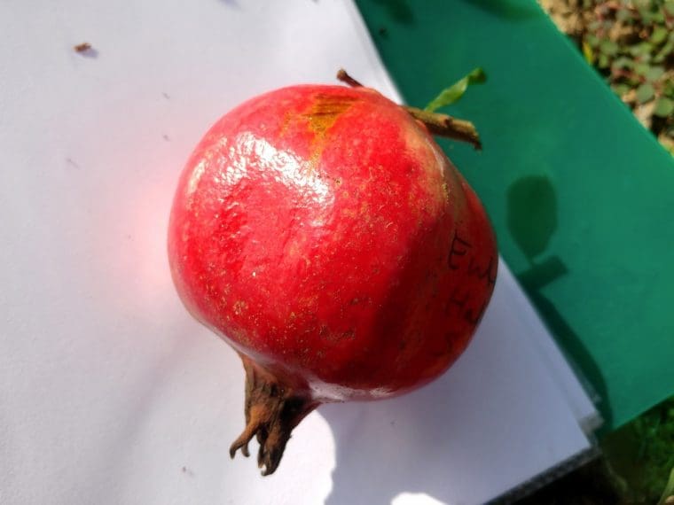 punica-granatum-entek-habi-saveh